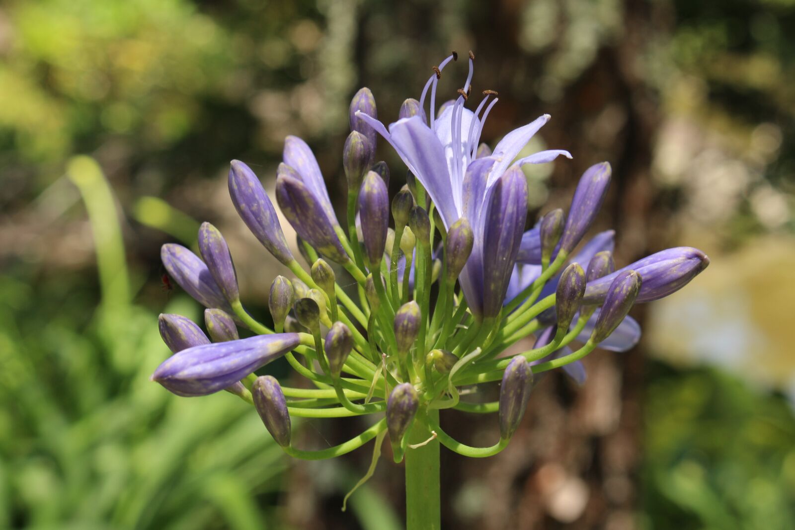 Canon EOS 100D (EOS Rebel SL1 / EOS Kiss X7) sample photo. Flower, nature, plant photography