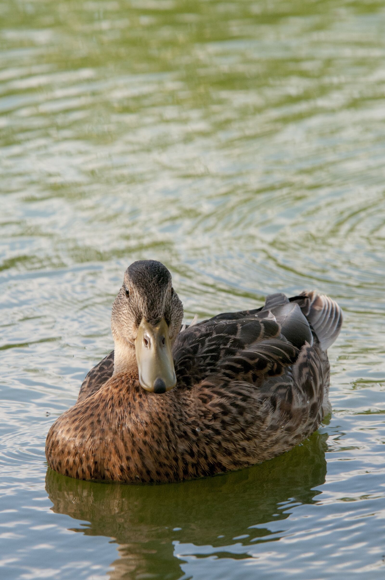 Nikon D300S sample photo. Duck, bird, water photography