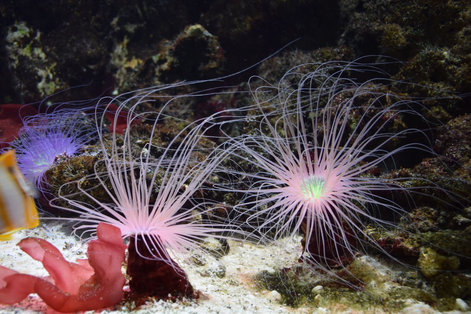 Nikon D5300 sample photo. Sea anemone, aquarium, sea photography