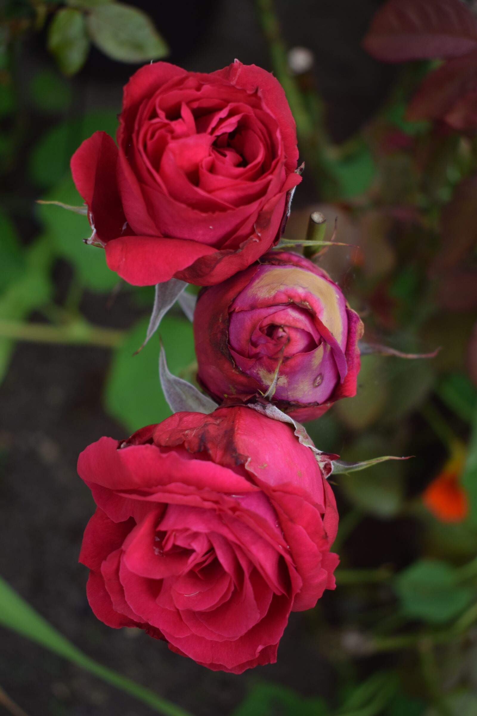 Nikon D3300 sample photo. Red, roses, flower photography