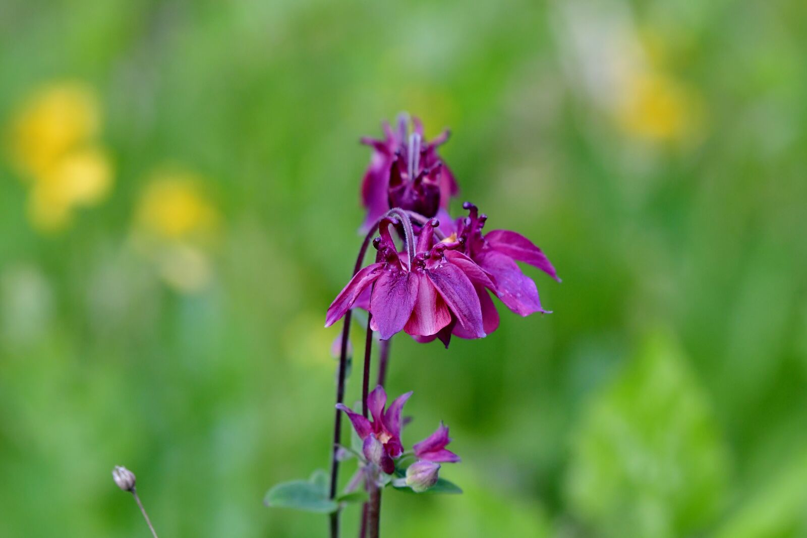 Nikon D500 sample photo. Akelei, flower, purple photography