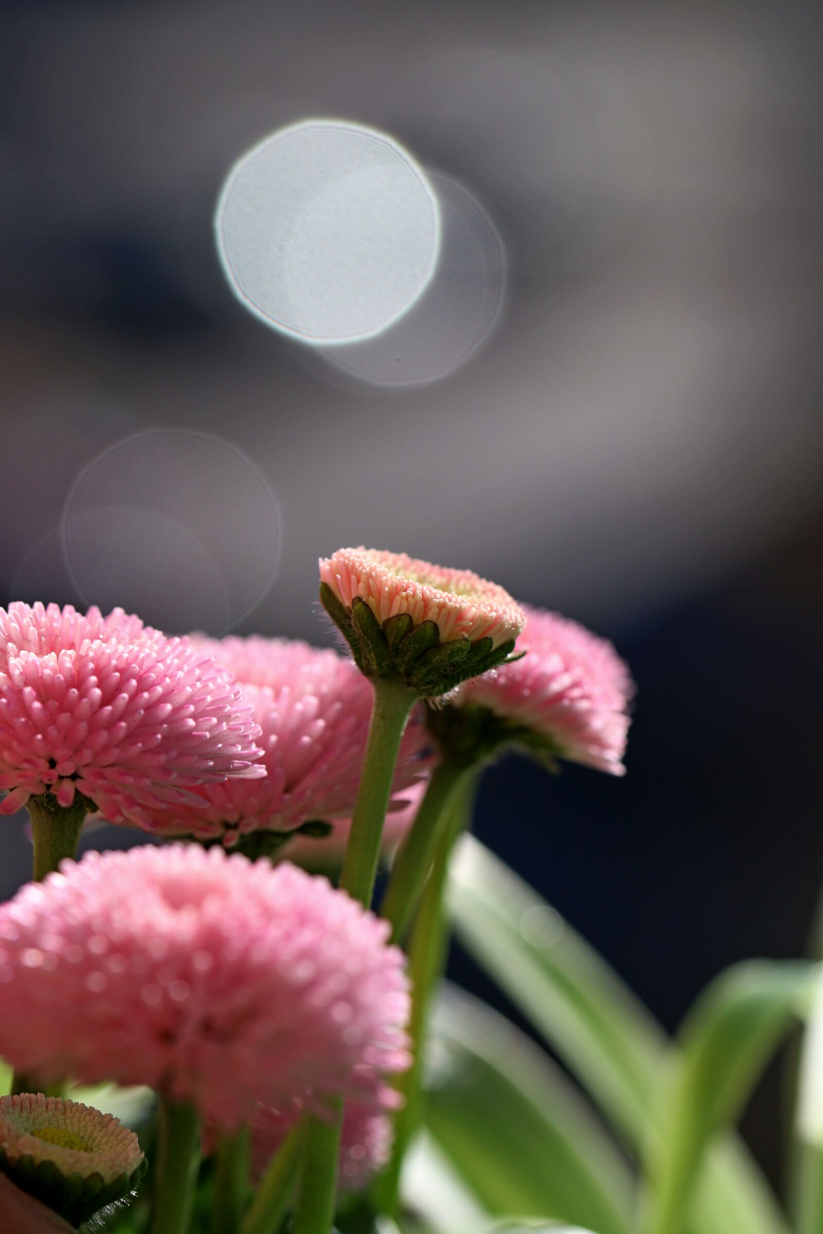 Canon EOS 80D sample photo. Flower, pink, garden photography