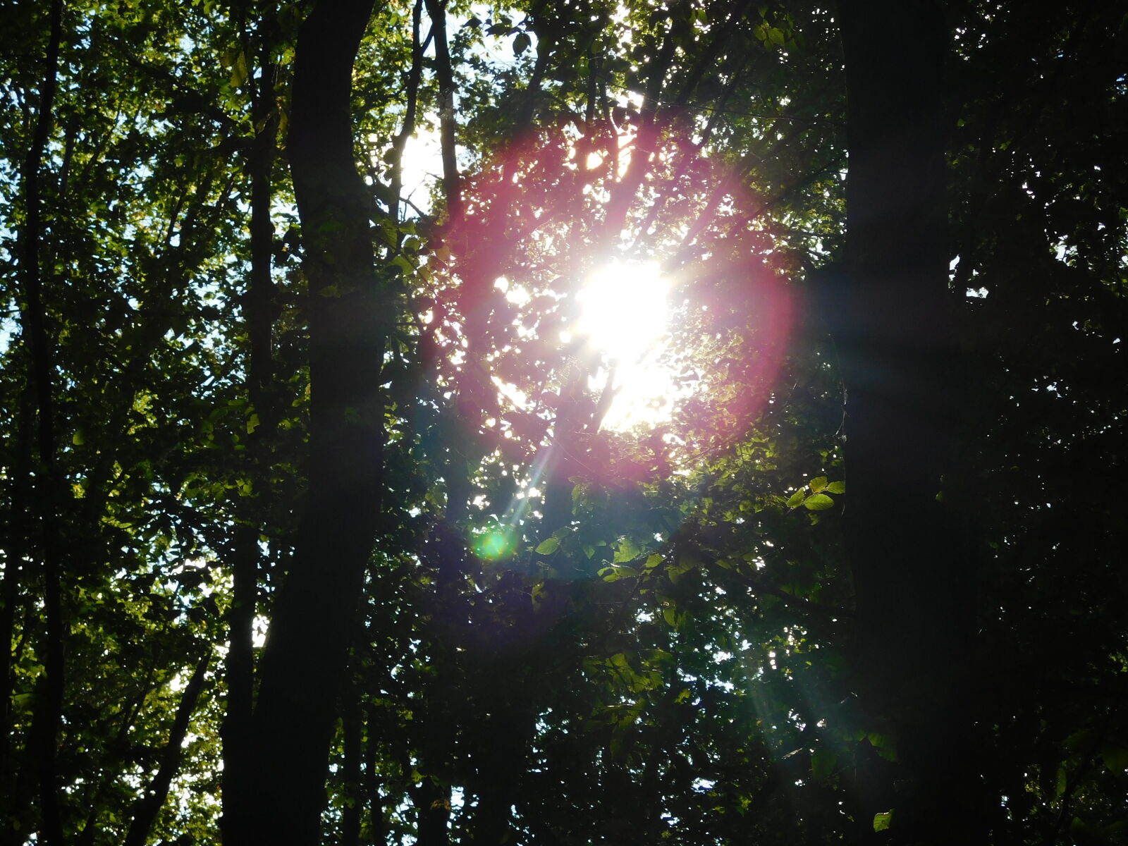 Nikon Coolpix L840 sample photo. Dark, forest, green, light photography