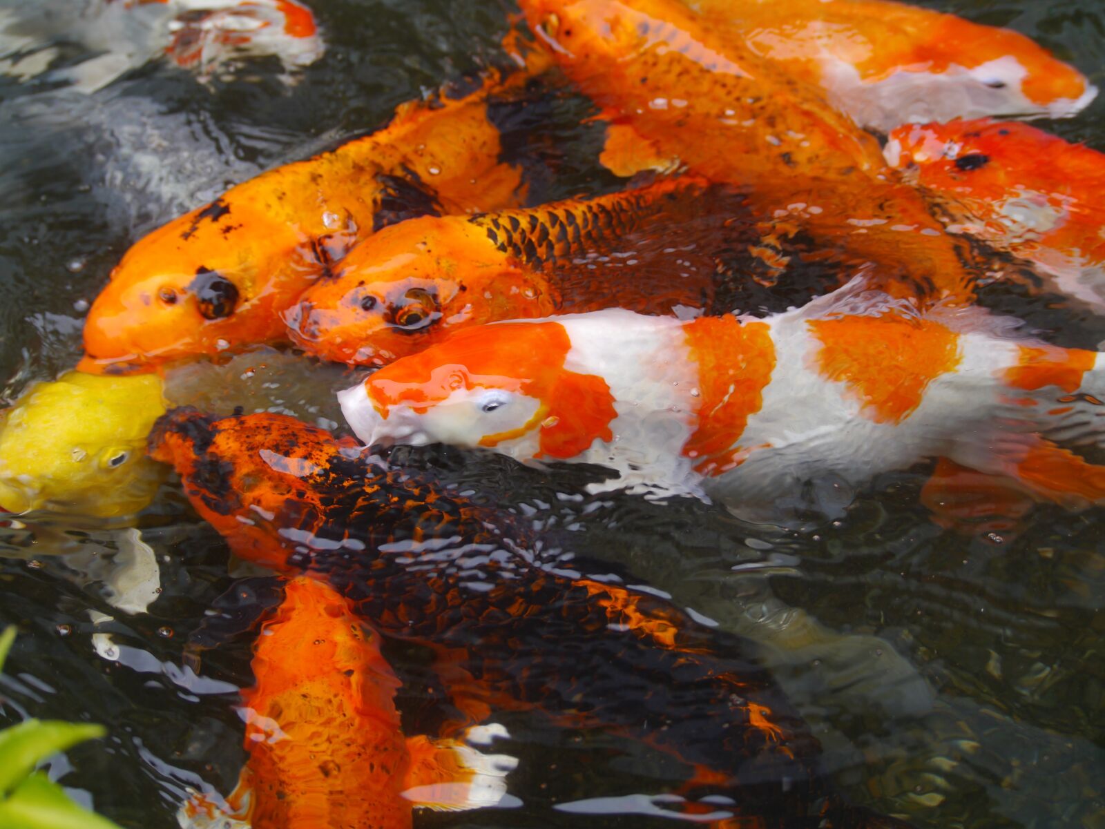 Panasonic Lumix DMC-GX1 sample photo. Aquarium fish, colored carp photography