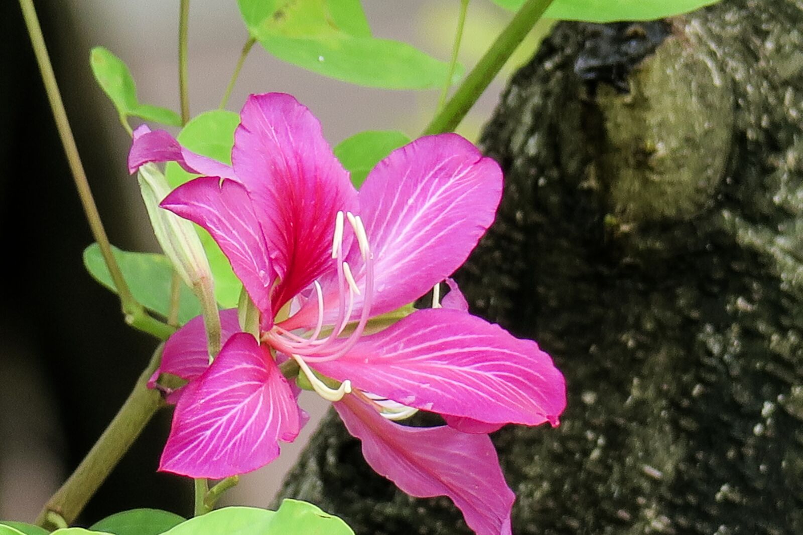 Canon PowerShot G3 X sample photo. Nature, flower, plant photography