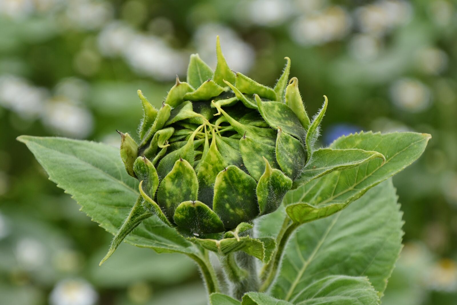 Nikon D5100 sample photo. Bud, sunflower, plant photography