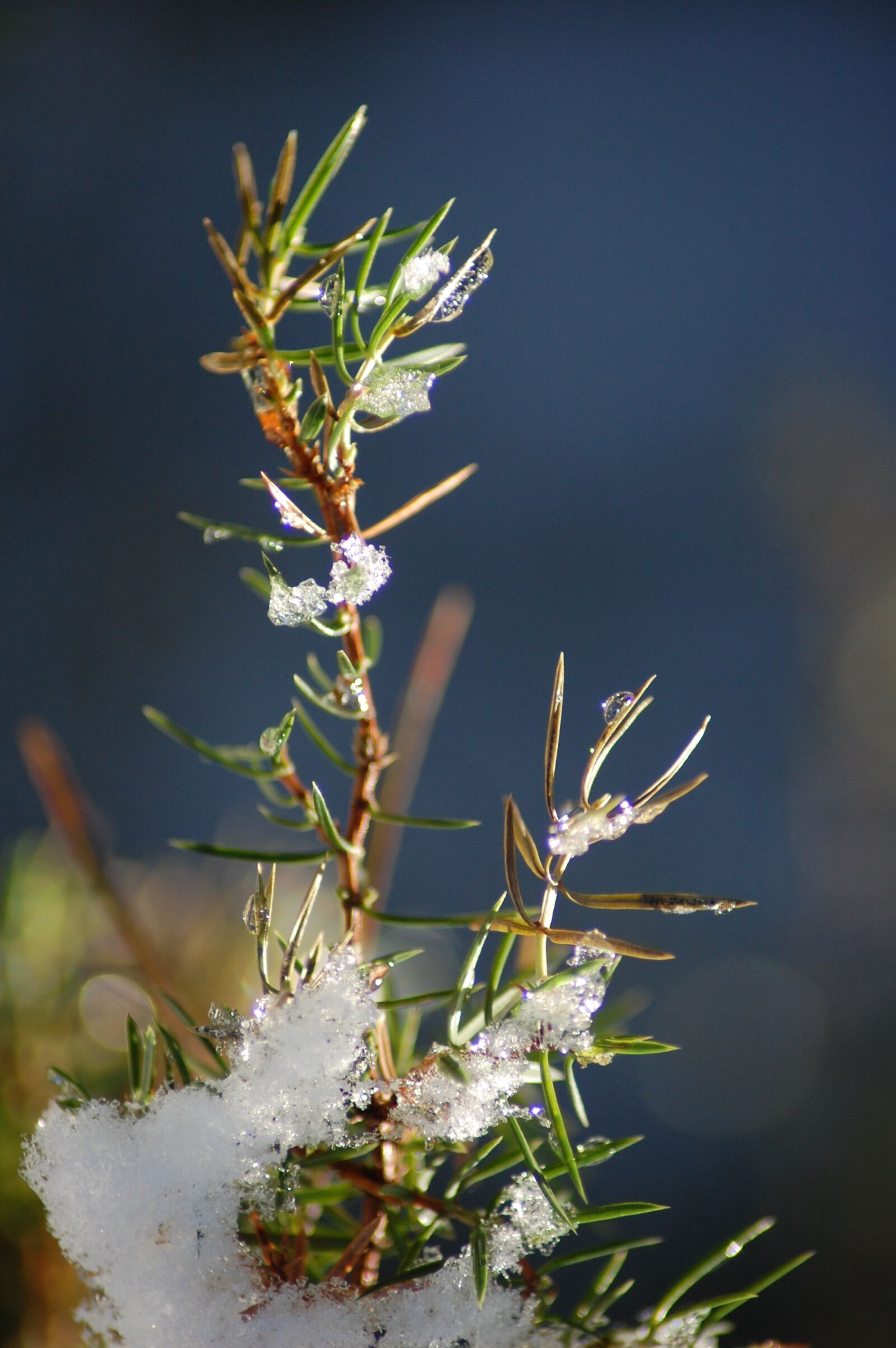 Nikon D40 sample photo. Nature, plant, leaf photography