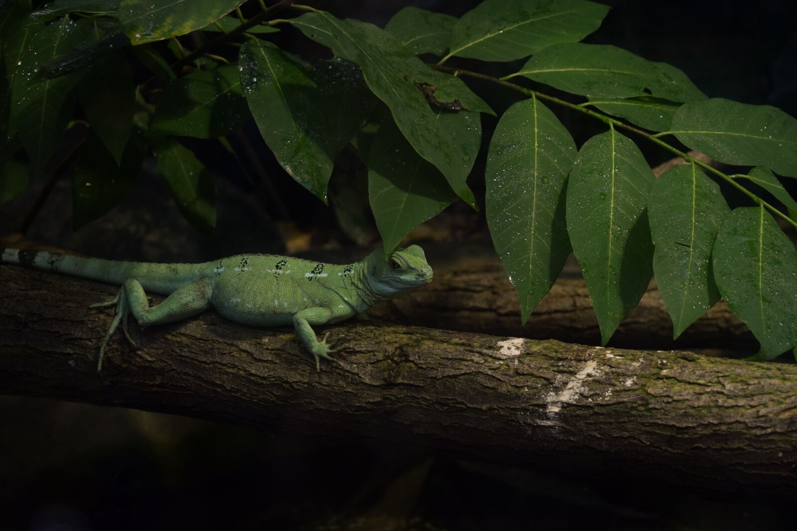 Nikon D3300 sample photo. Lizard, jungle, green photography