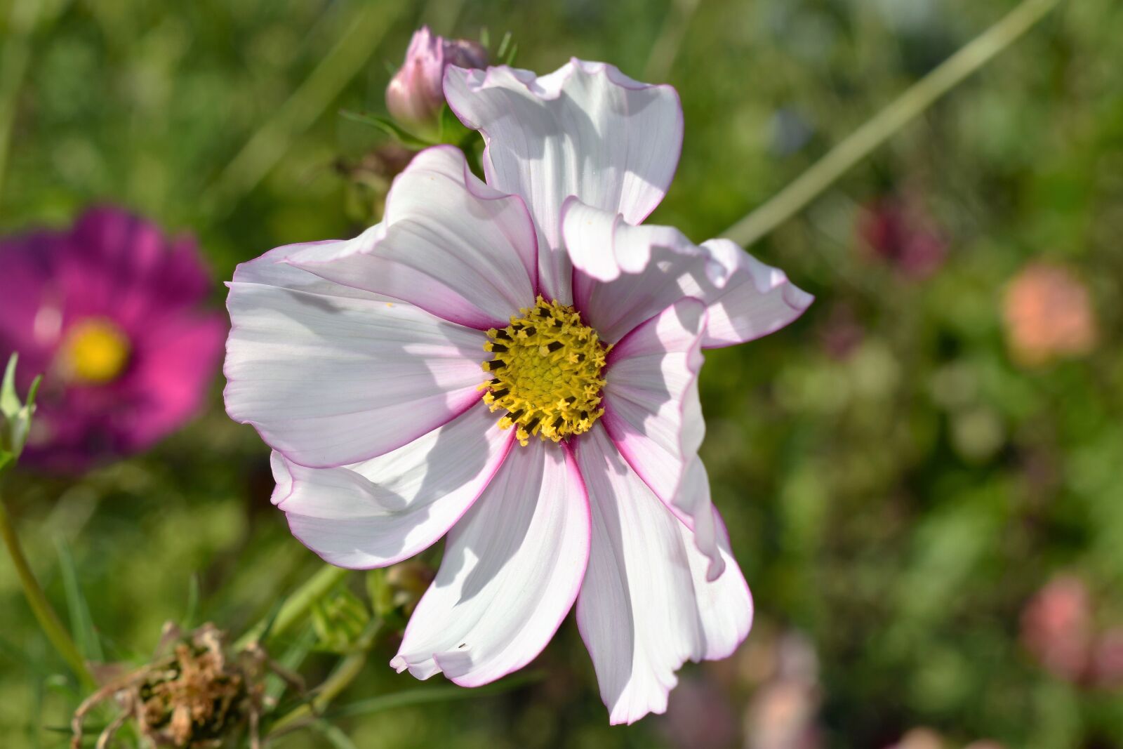 Nikon D5500 sample photo. Blossom, bloom, flower photography