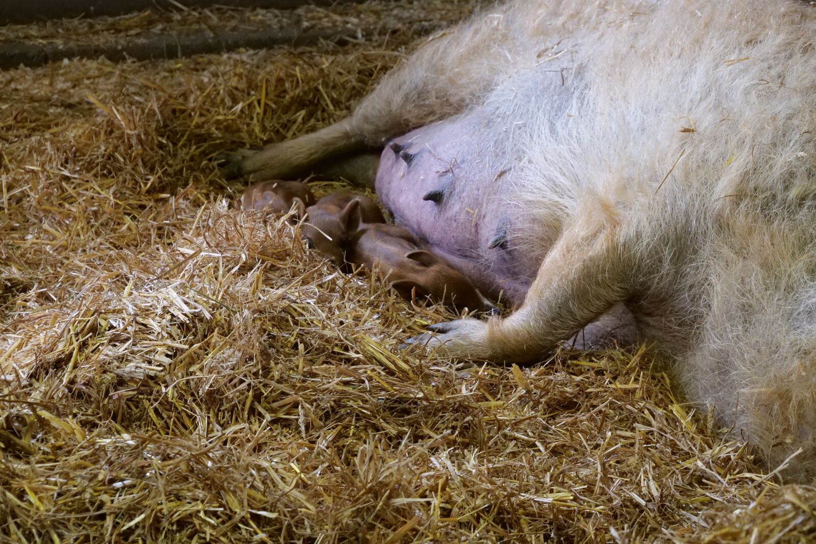 Panasonic Lumix DC-G9 sample photo. Mammal, wool pig, sheep photography