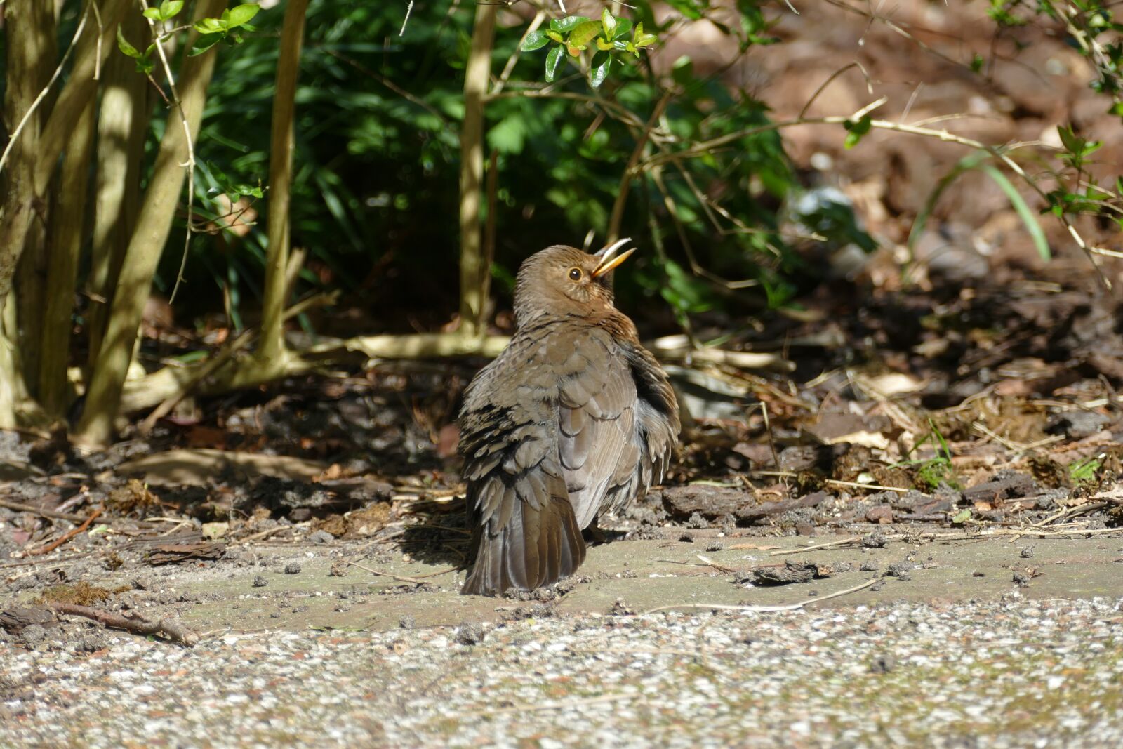 Panasonic Lumix DMC-FZ1000 sample photo. Bird, blackbird, female photography
