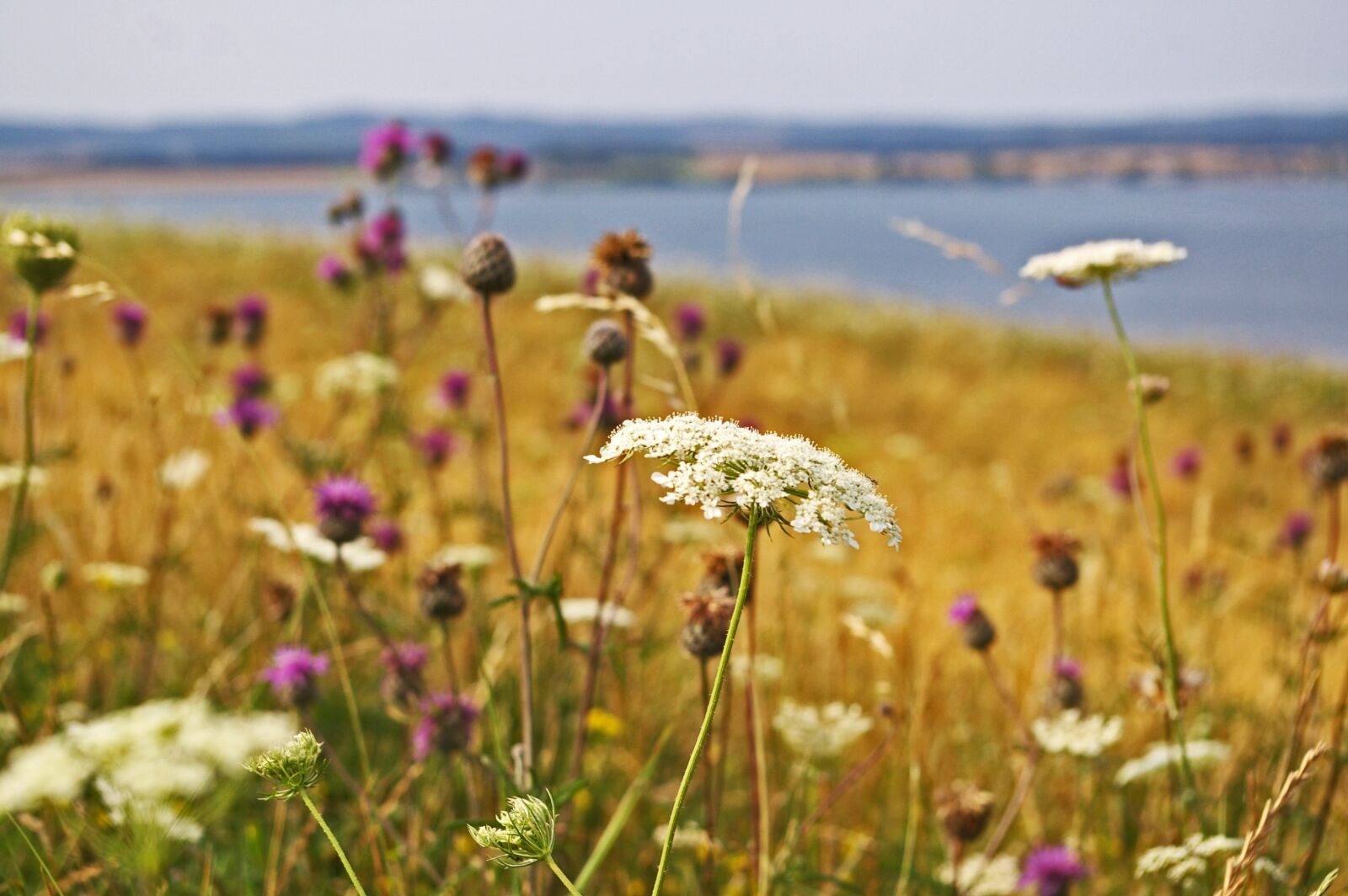 Pentax *ist DL2 sample photo. Field meadow, summer, wild photography