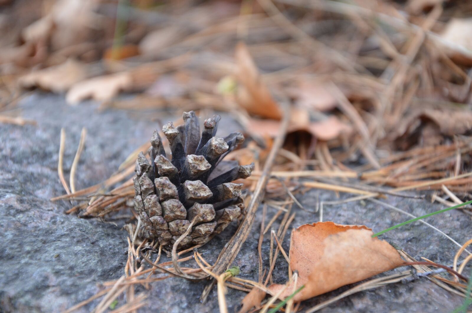 Nikon D7000 sample photo. Autumn, cone, a pine photography