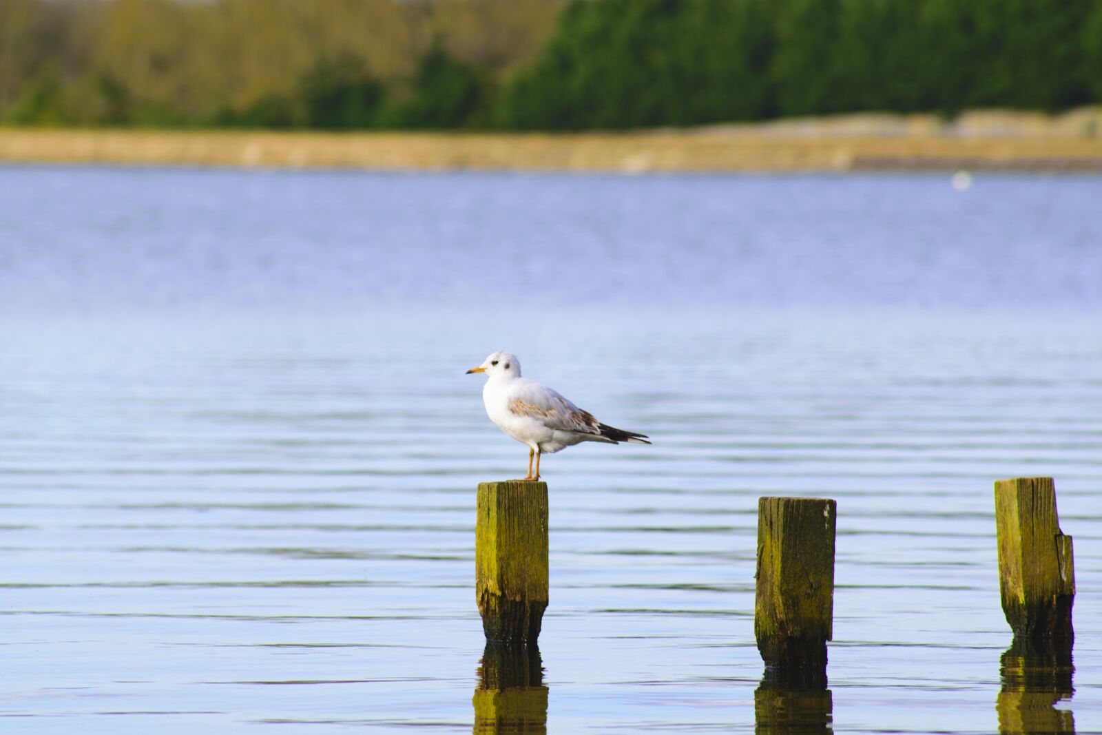 Nikon D5300 sample photo. Bird, gull, nature photography