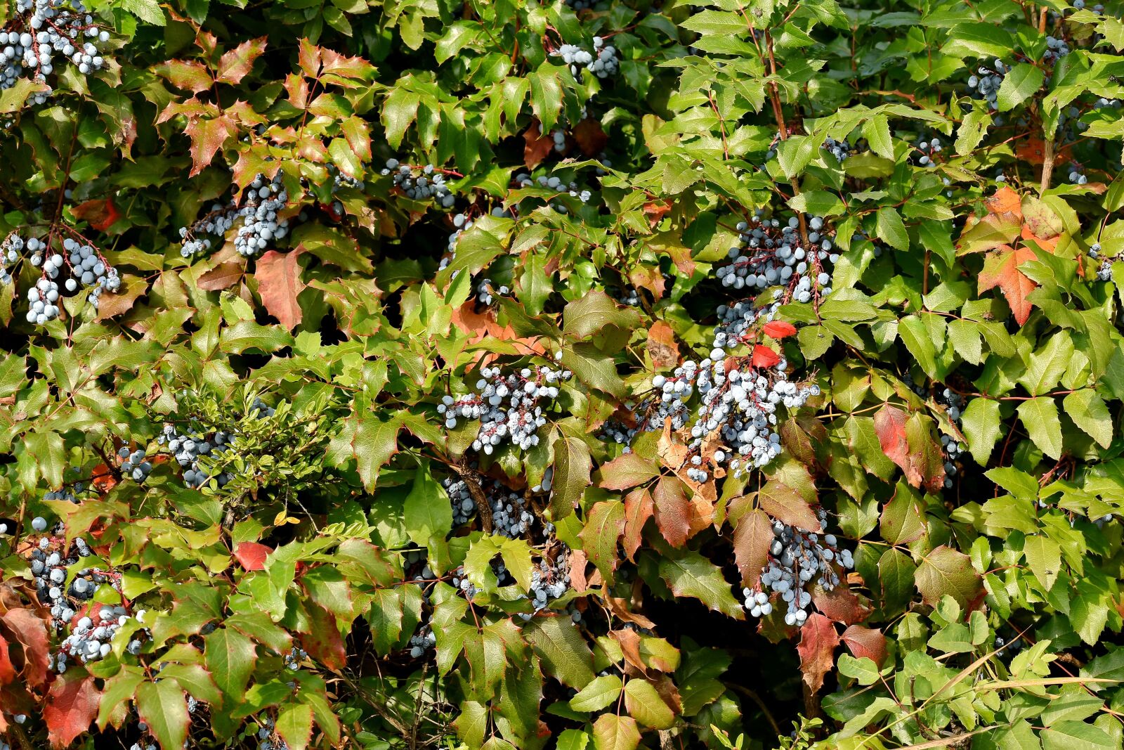 Nikon D5500 sample photo. Nature, tree, shrub, fruit photography