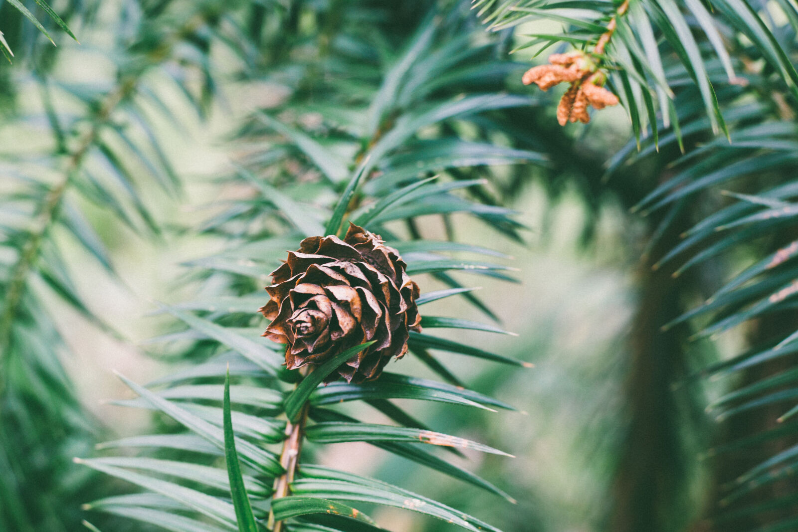 Canon EOS 5D Mark III sample photo. Blur, close, up, coniferous photography