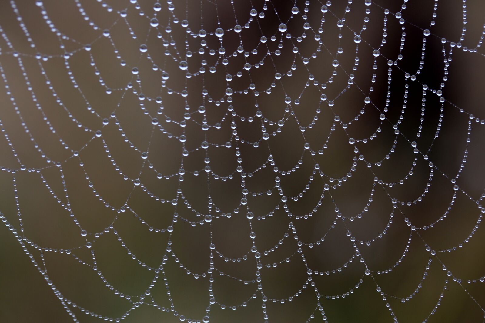 Canon EF-S 60mm F2.8 Macro USM sample photo. Spider web, wet, hooked photography