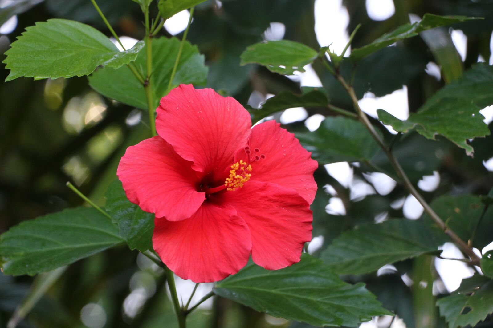 Canon EOS 760D (EOS Rebel T6s / EOS 8000D) + Canon EF-S 18-135mm F3.5-5.6 IS USM sample photo. Flower, botany, plant photography