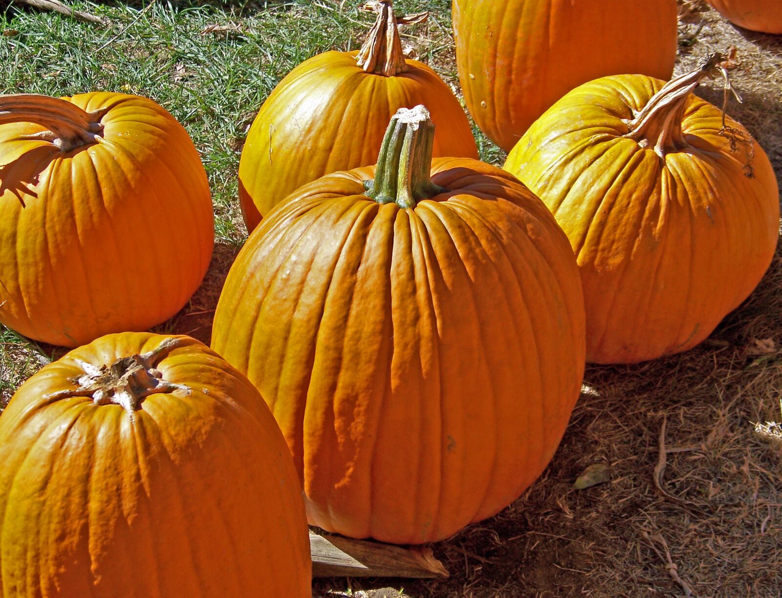 Kodak Z612 ZOOM DIGITAL CAMERA sample photo. Autumn, bright, day, edible photography
