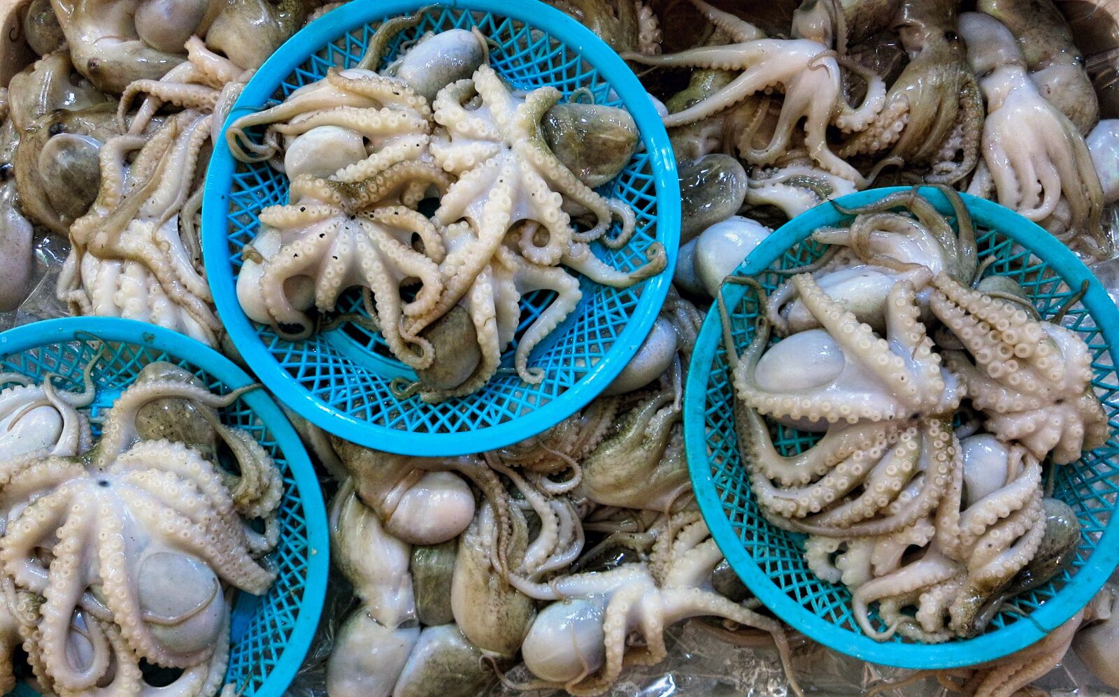 Canon PowerShot S110 sample photo. Squid, food, market stall photography