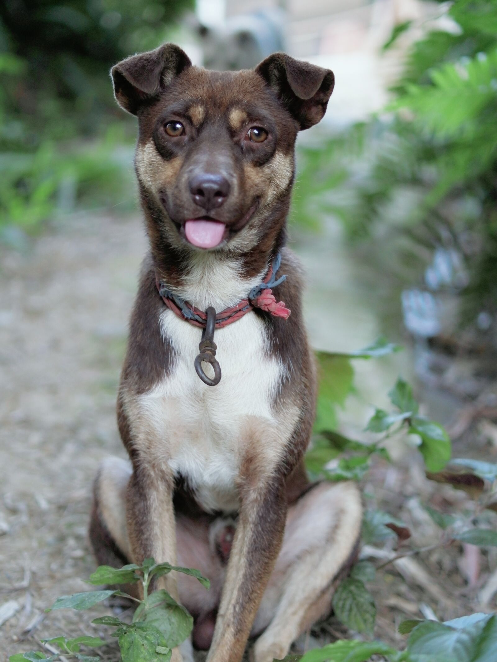 XIAOYI 42.5mm F1.8 sample photo. Dog, animal, puppy photography