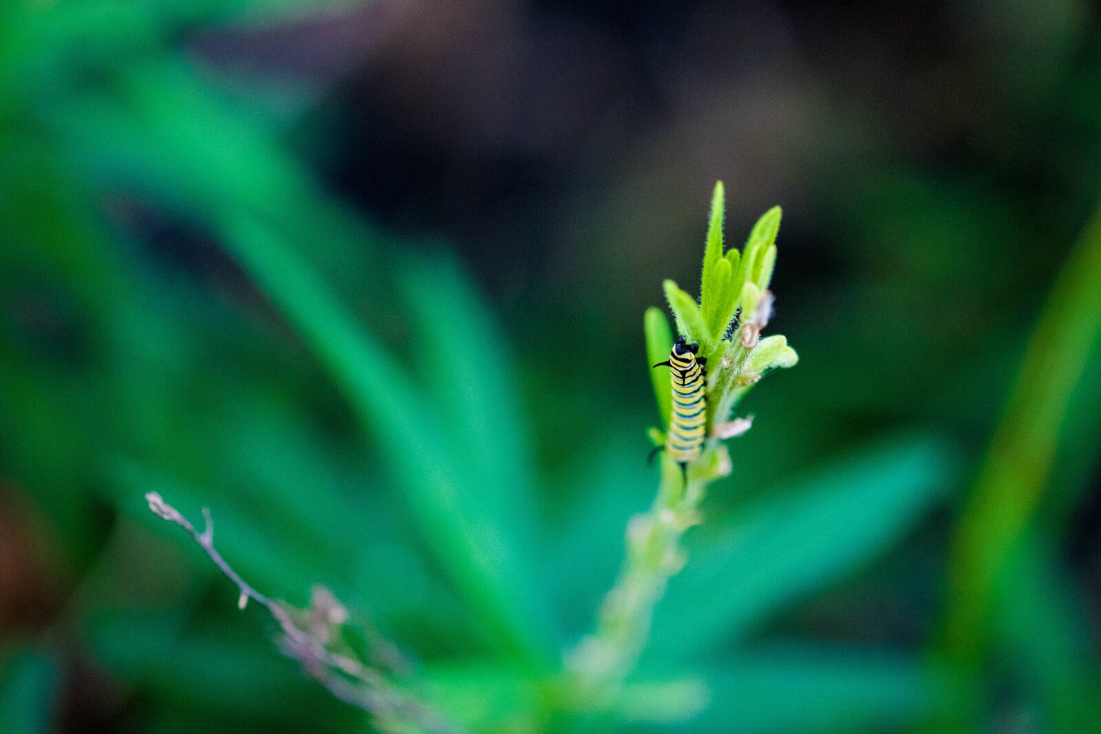 Fujifilm X-T1 + Fujifilm XF 60mm F2.4 R Macro sample photo. Caterpillar, insect, bug photography