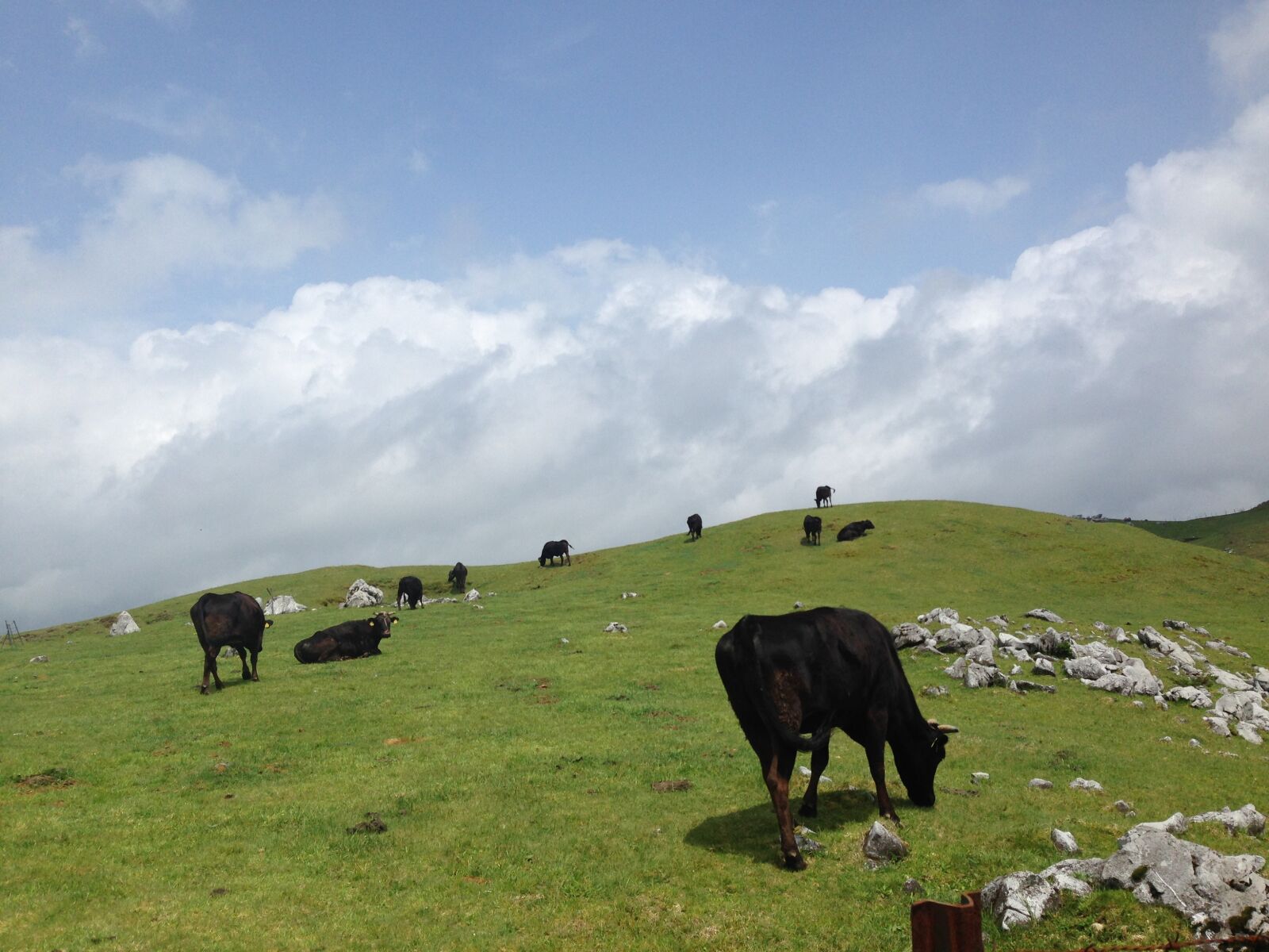 iPhone 5 back camera 4.12mm f/2.4 sample photo. Cow, meadow, natural photography