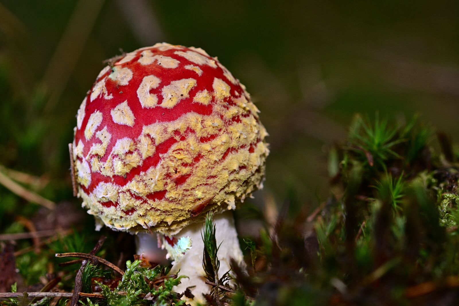 Nikon D5200 sample photo. Forest, autumn, fly agaric photography