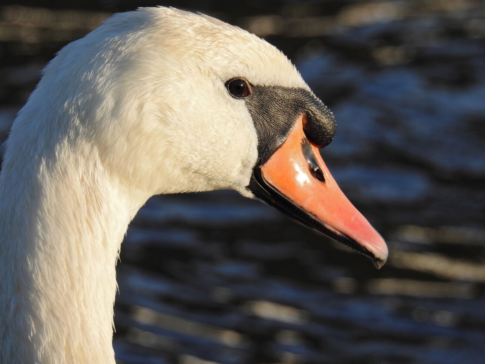 Nikon Coolpix P900 sample photo. Swan, bird water bird photography