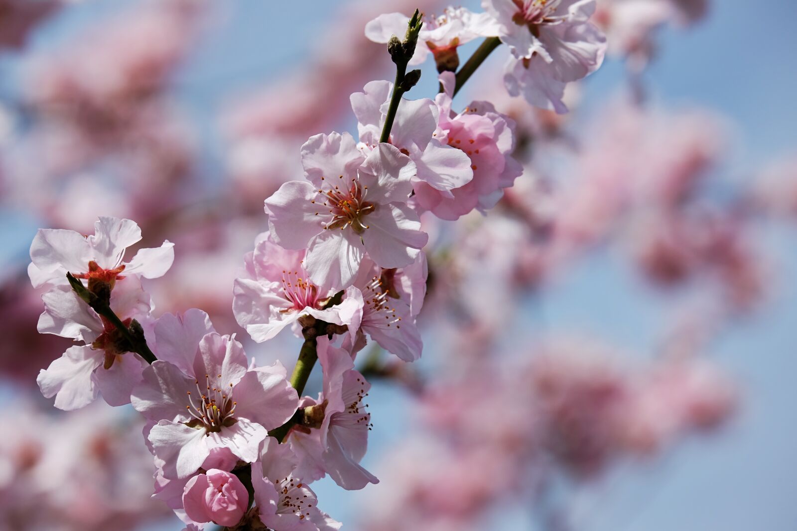 Fujifilm XF 55-200mm F3.5-4.8 R LM OIS sample photo. Japanese cherry trees, blossom photography