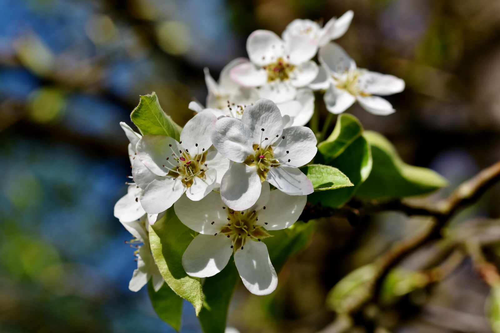 Nikon D7200 sample photo. Pear blossom, pear, blossom photography