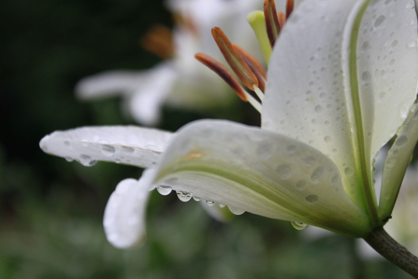 Canon EOS 500D (EOS Rebel T1i / EOS Kiss X3) sample photo. Lily, flowers, plants photography