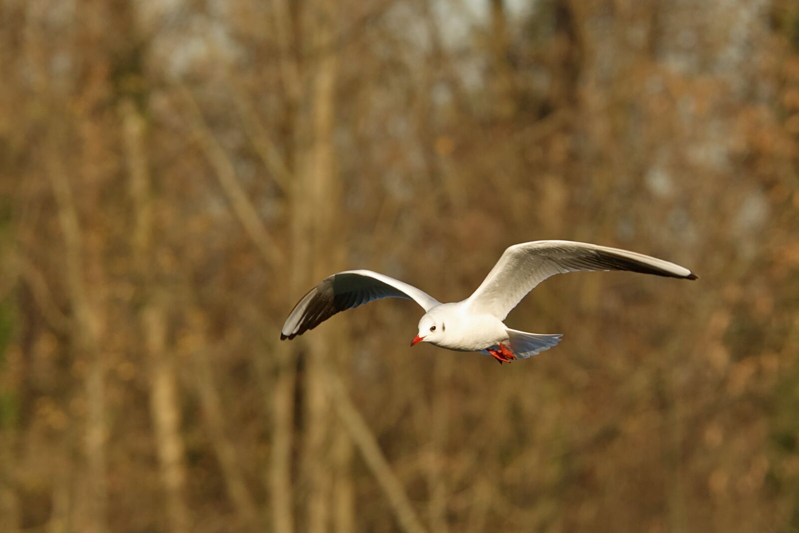 Canon EOS 7D Mark II sample photo. Birds, ali, flight photography