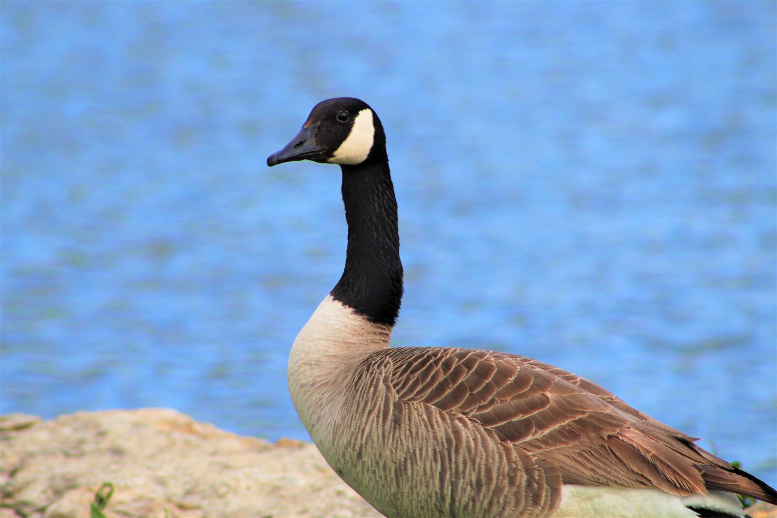 Canon EF75-300mm f/4-5.6 sample photo. Goose, canadian goose, bird photography