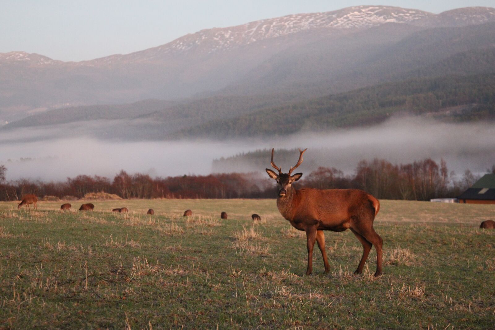 Canon EOS 550D (EOS Rebel T2i / EOS Kiss X4) sample photo. Nature, deer, landscape photography
