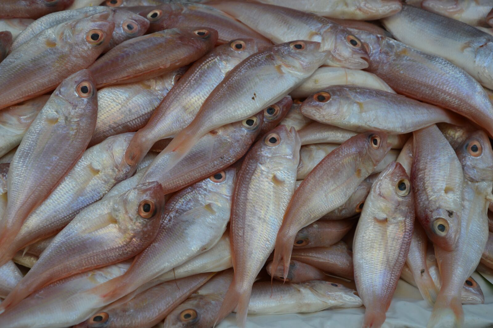 Nikon D3200 sample photo. Animals, fish, barbunia photography