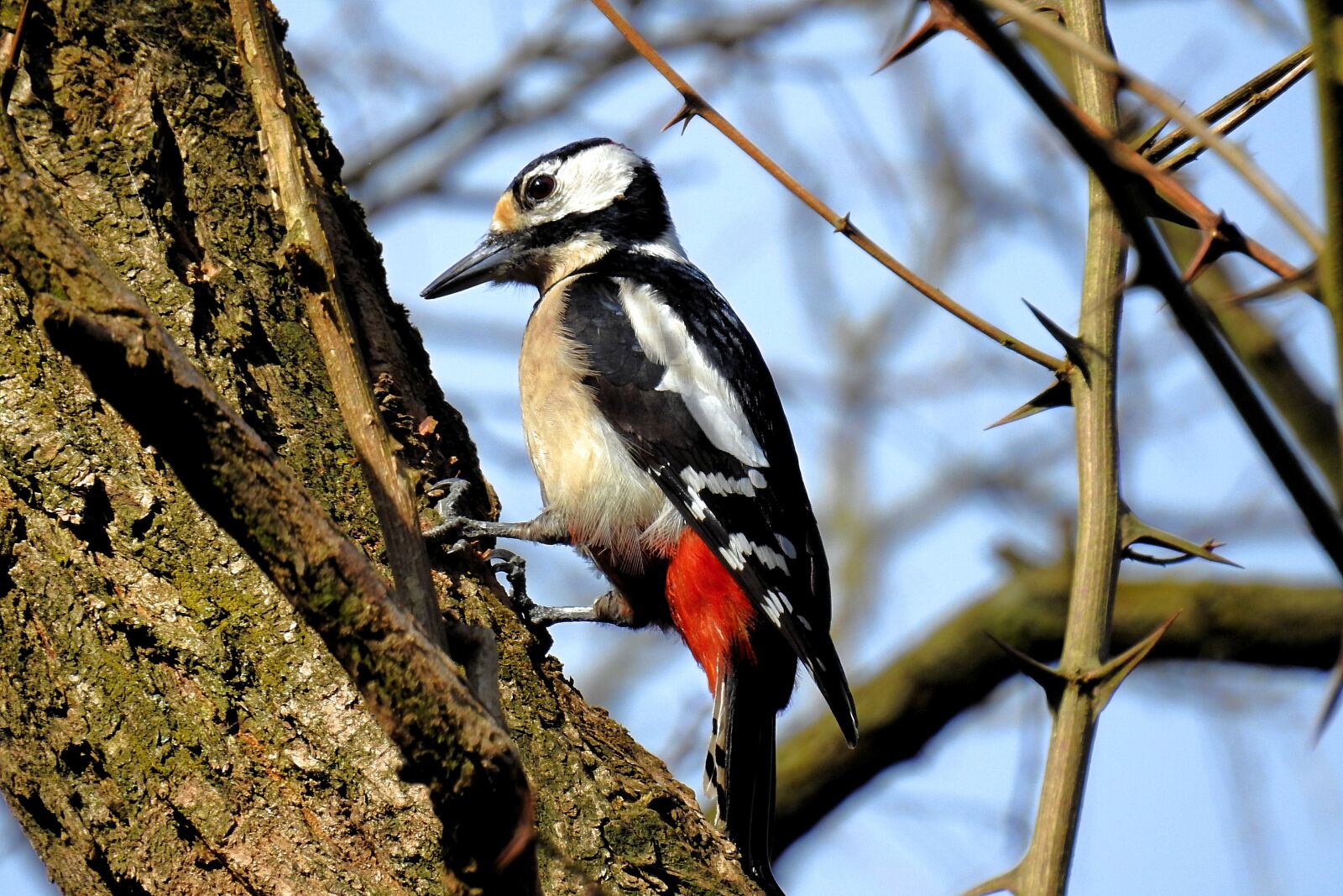 Nikon Coolpix P900 sample photo. Birds, nature animals, woodpecker photography