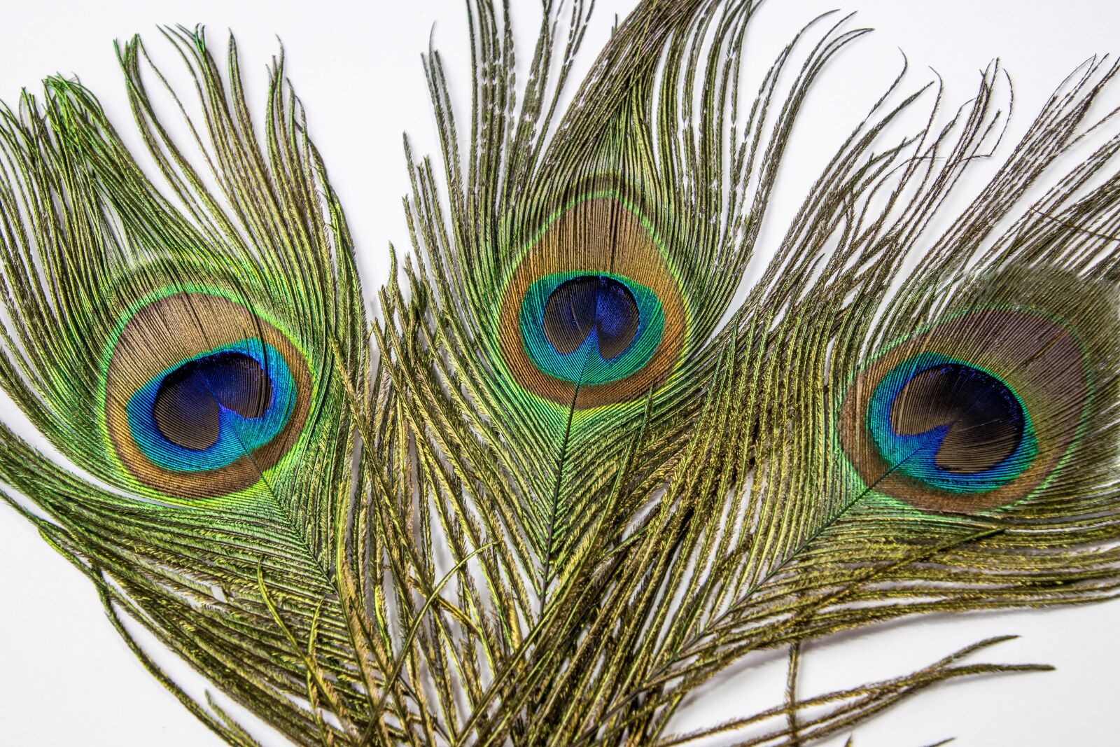 Nikon D3300 sample photo. Peacock, feather, eye photography