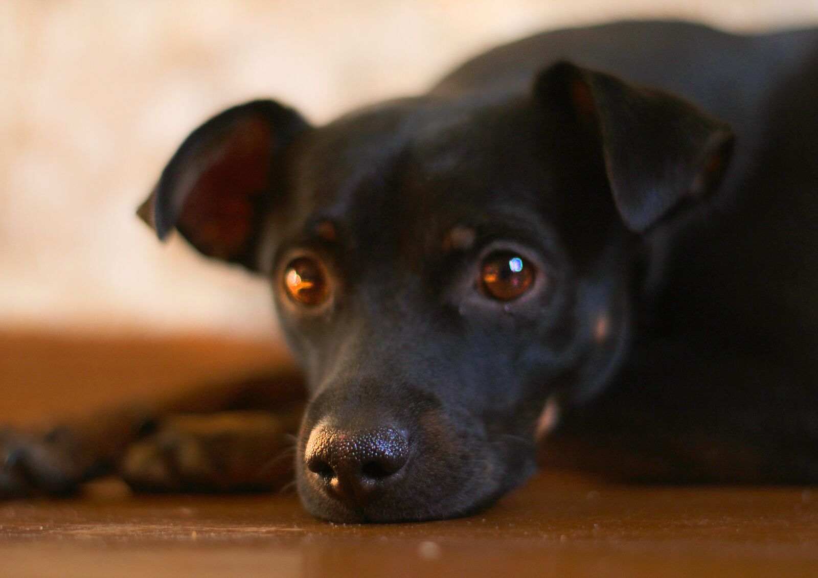 Canon EOS 1200D (EOS Rebel T5 / EOS Kiss X70 / EOS Hi) sample photo. Dog, nose, animals photography