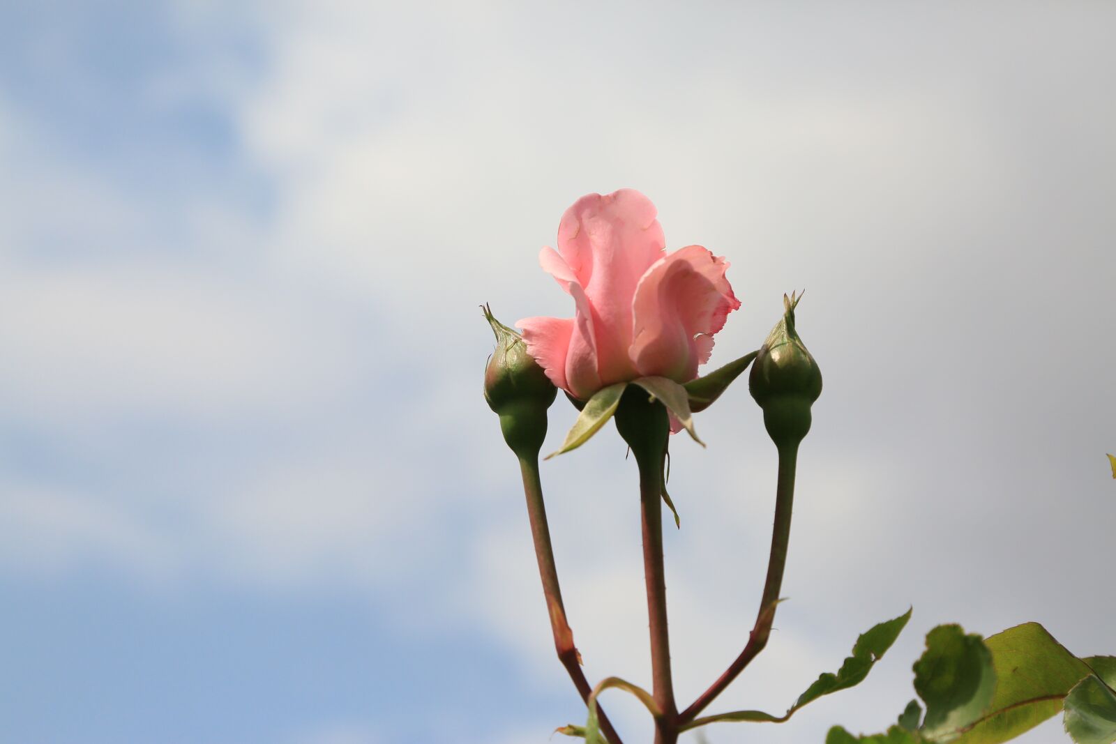 Canon EOS 5D Mark III sample photo. Rose, pink, flower photography