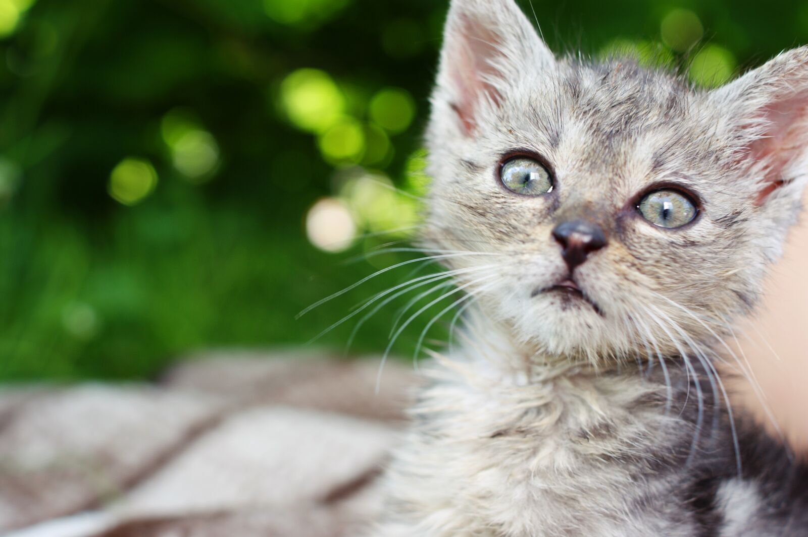 Sony Alpha DSLR-A390 sample photo. Dart, kitten, a member photography