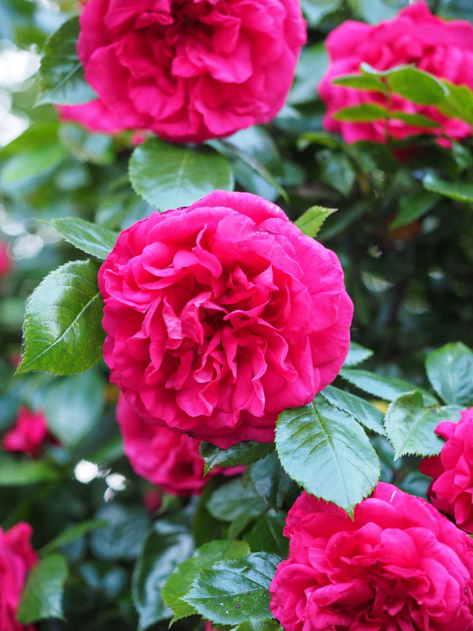 Olympus OM-D E-M1 + Olympus M.Zuiko Digital ED 12-40mm F2.8 Pro sample photo. Roses, red, flower photography