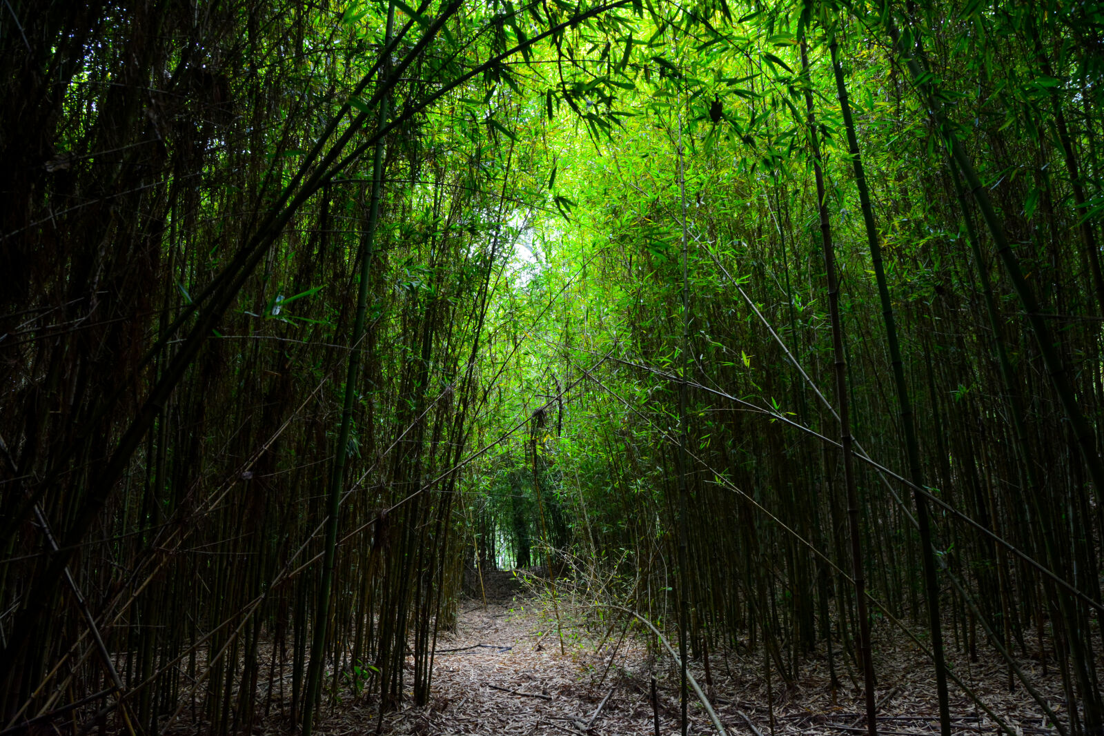 Nikon D7100 sample photo. Bambu photography
