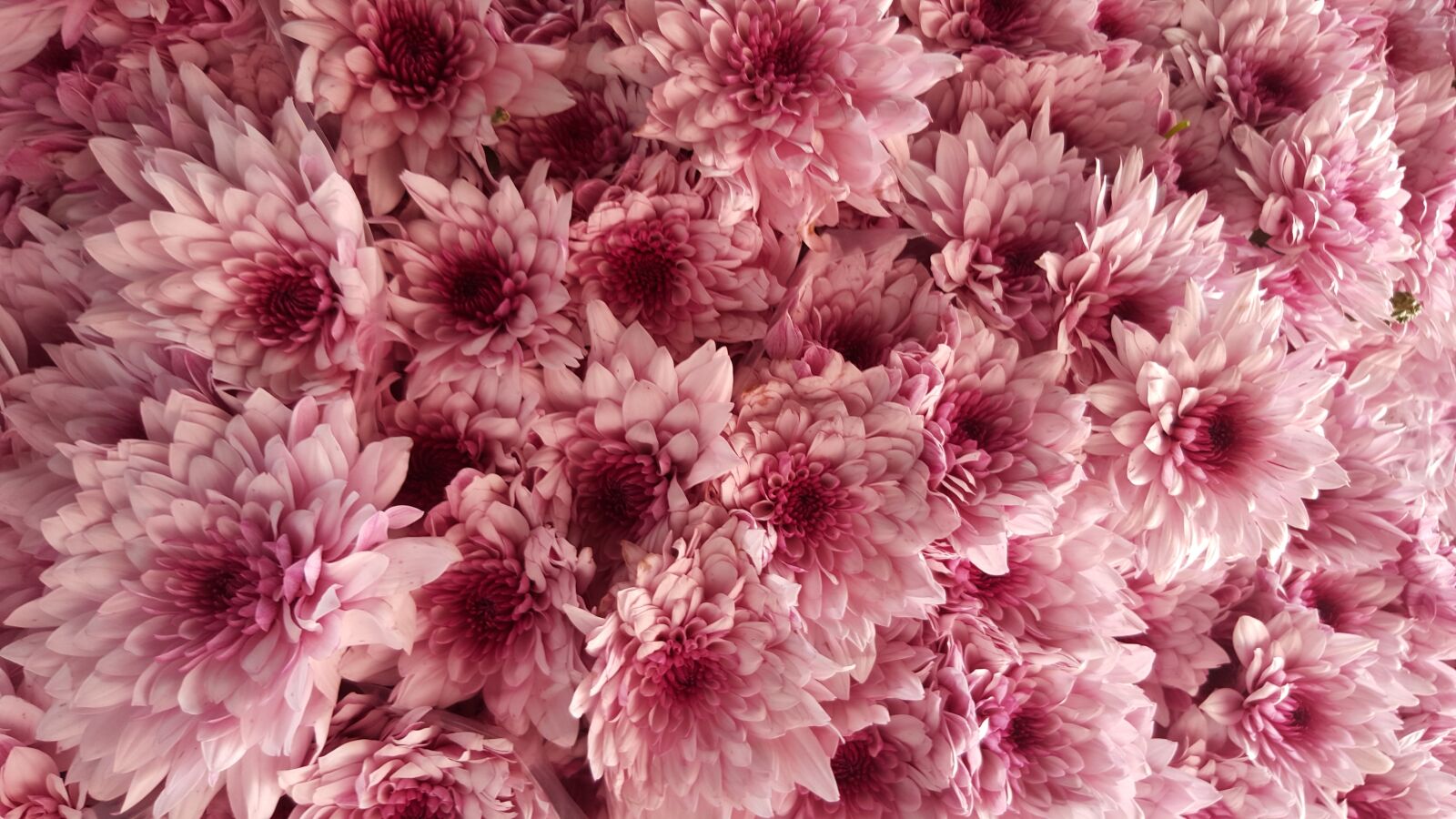 Samsung GALAXY S6 edge sample photo. Flowers bouque, flower, plants photography