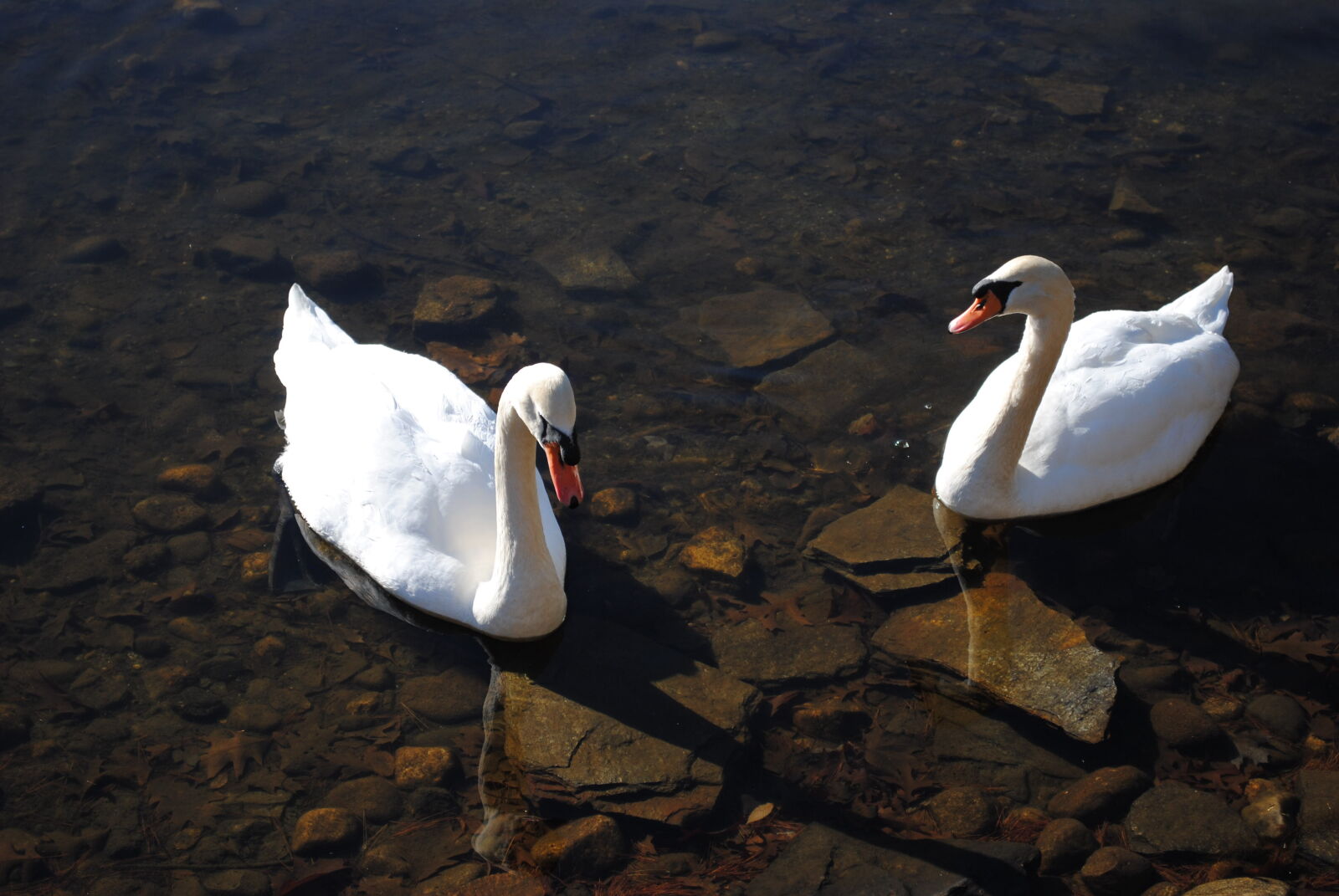 Nikon D3000 sample photo. Fall, goose, nature, pond photography