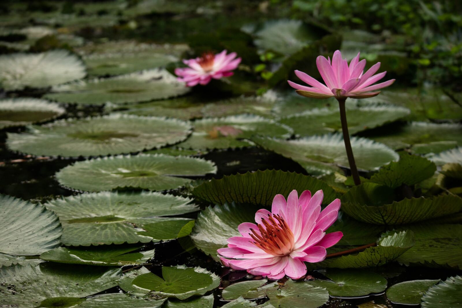 Canon EOS M3 sample photo. Plant, blossom, nature photography