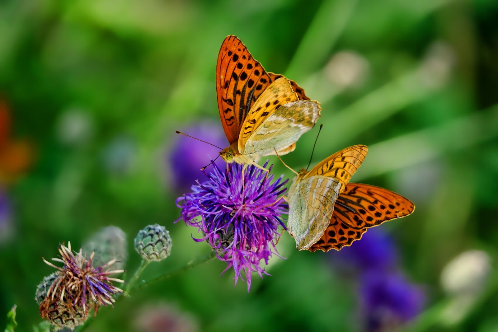 Sony Cyber-shot DSC-RX10 III sample photo. Nature, butterfly, fritillary photography