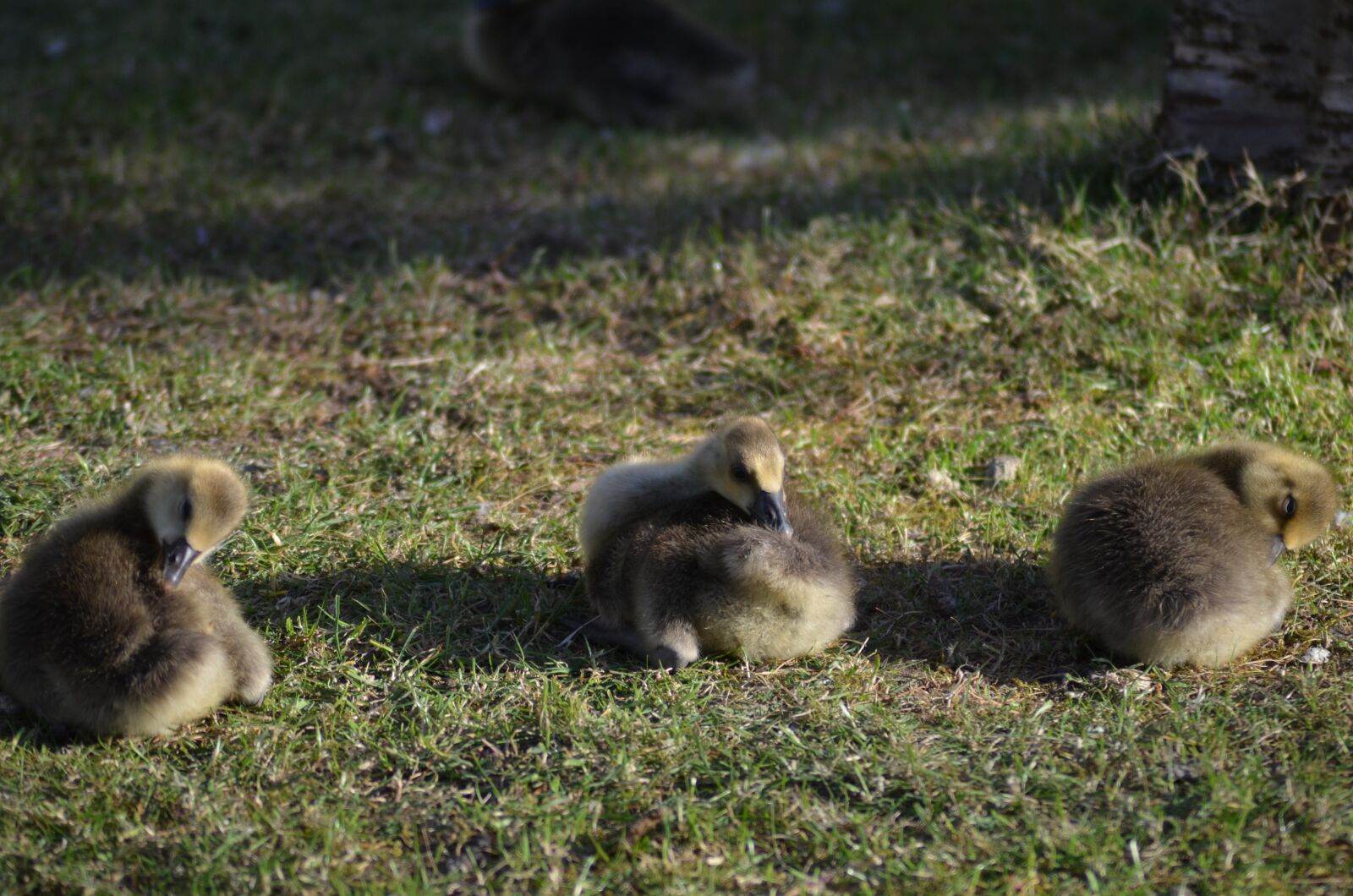 Nikon D5100 sample photo. Chicks, graugans chick, trio photography