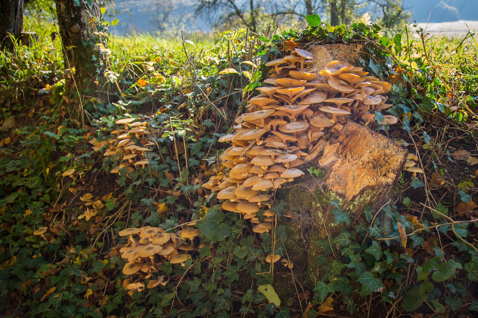 Canon EF 24-105mm F4L IS USM sample photo. Mushroom, tree fungus, log photography