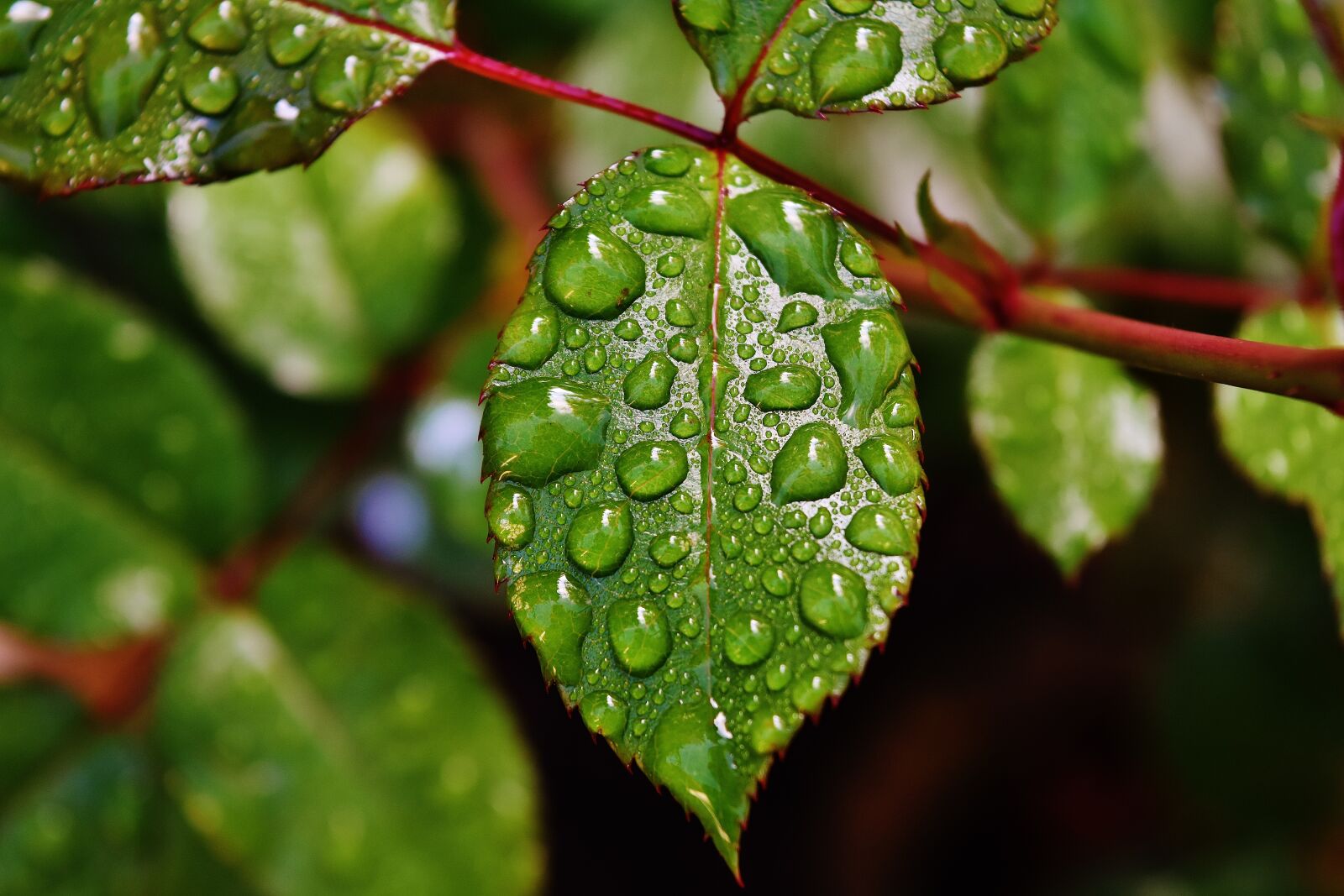 Nikon D7200 sample photo. Rosenblatt, drip, raindrop photography
